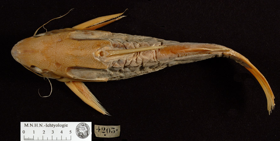 Synodontis schall (Bloch & Schneider, 1801)